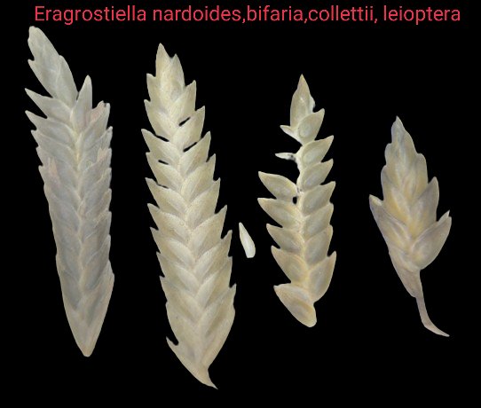 #Eragrostiella
#spikelets of 4 species of this #Genus from #Inda
#Poaceae
#Grasses
#herbarium