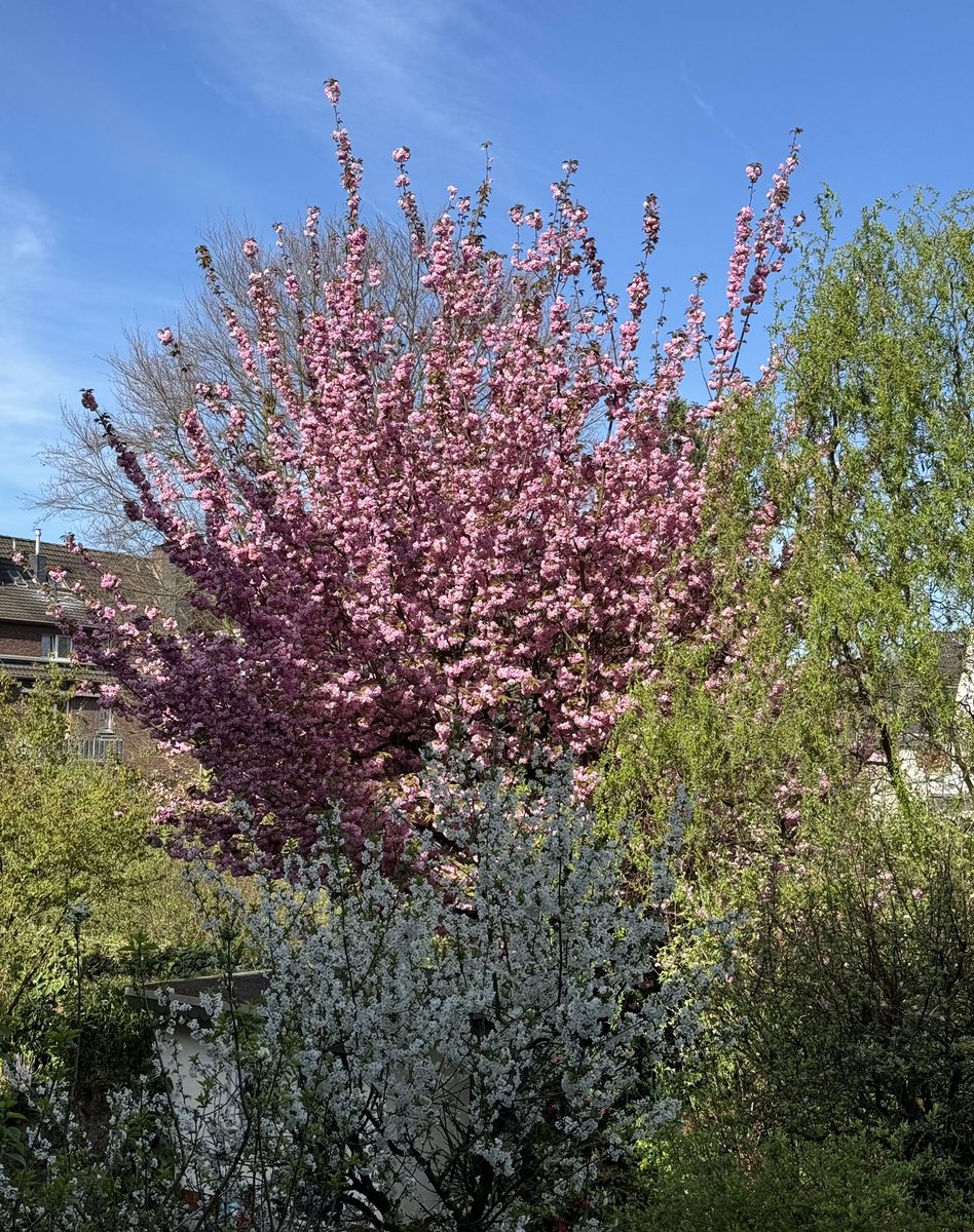 Guten Morgen ☀️🌷 wünsche euch einen gesegneten, schönen Sonntag ☀️🌷 ⭐️ Blick in den Garten ⭐️