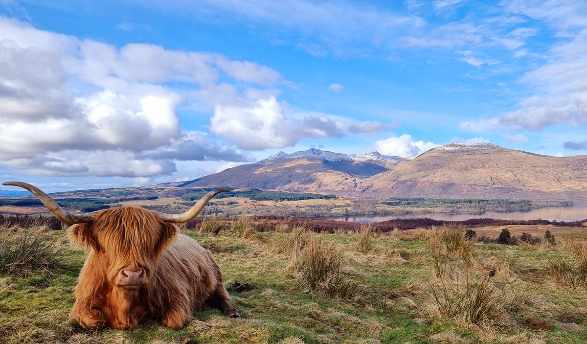 Nicola Orr snapped a photo of this Highland cow taking in the views over Loch Awe in Argyll and Bute 📸 See more from this week’s gallery ➡️ bit.ly/4amNGlu Send your pics of Scotland to scotlandpictures@bbc.co.uk