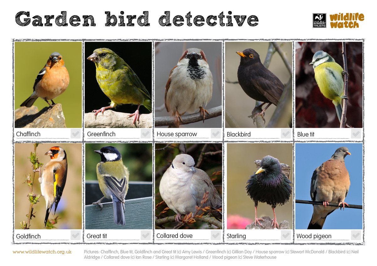 Heading out for a walk today or pottering about in the garden? Download this garden bird ID sheet and see what you can spot! 🕵️🐦 ow.ly/zG1Z50R8x9f