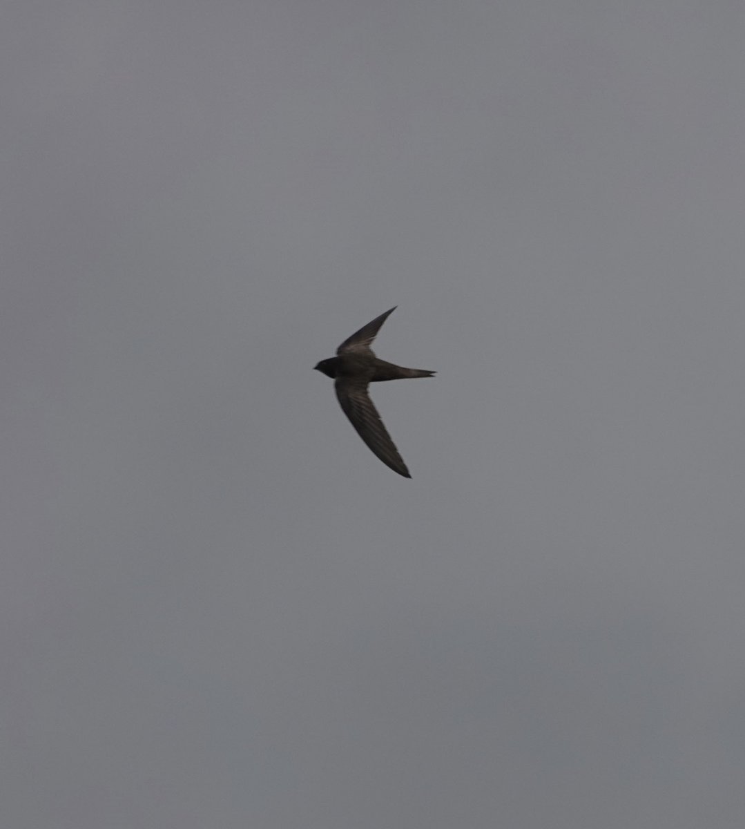 Common Swift over Exminster Marshes this morning. There are several records already this Spring but I think this is still a very early date.