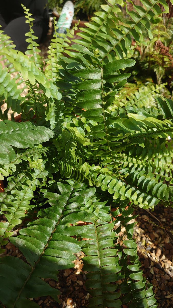 Nice to see the garden coming back to life! #springtime