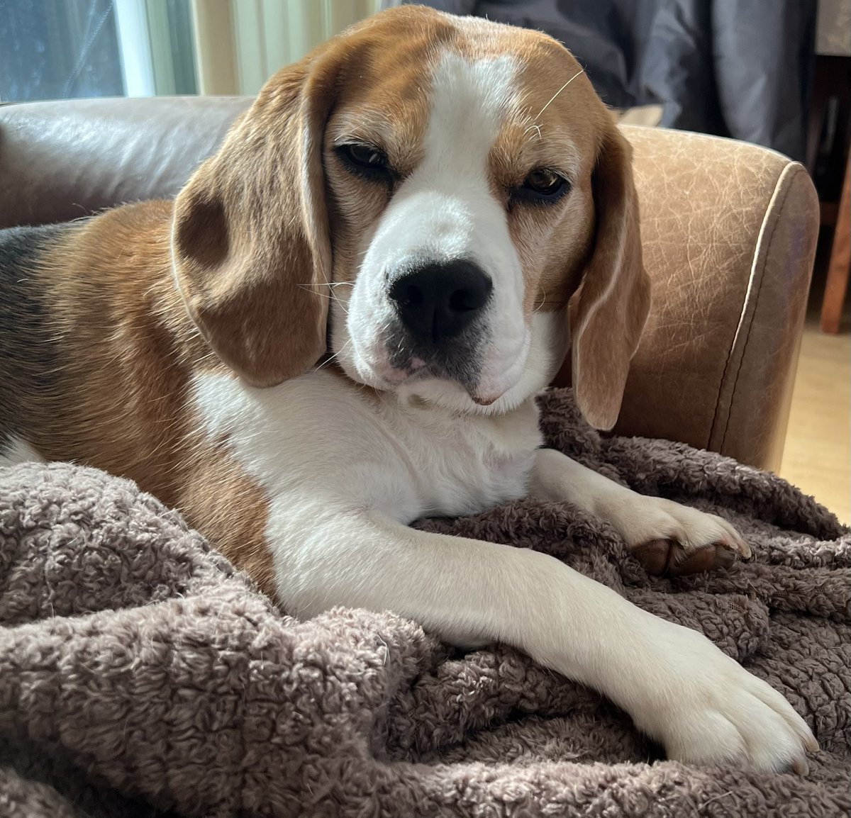 I’m not grumpy, you’re grumpy 😒🤭😒 #grumpybeagle #sundayvibes