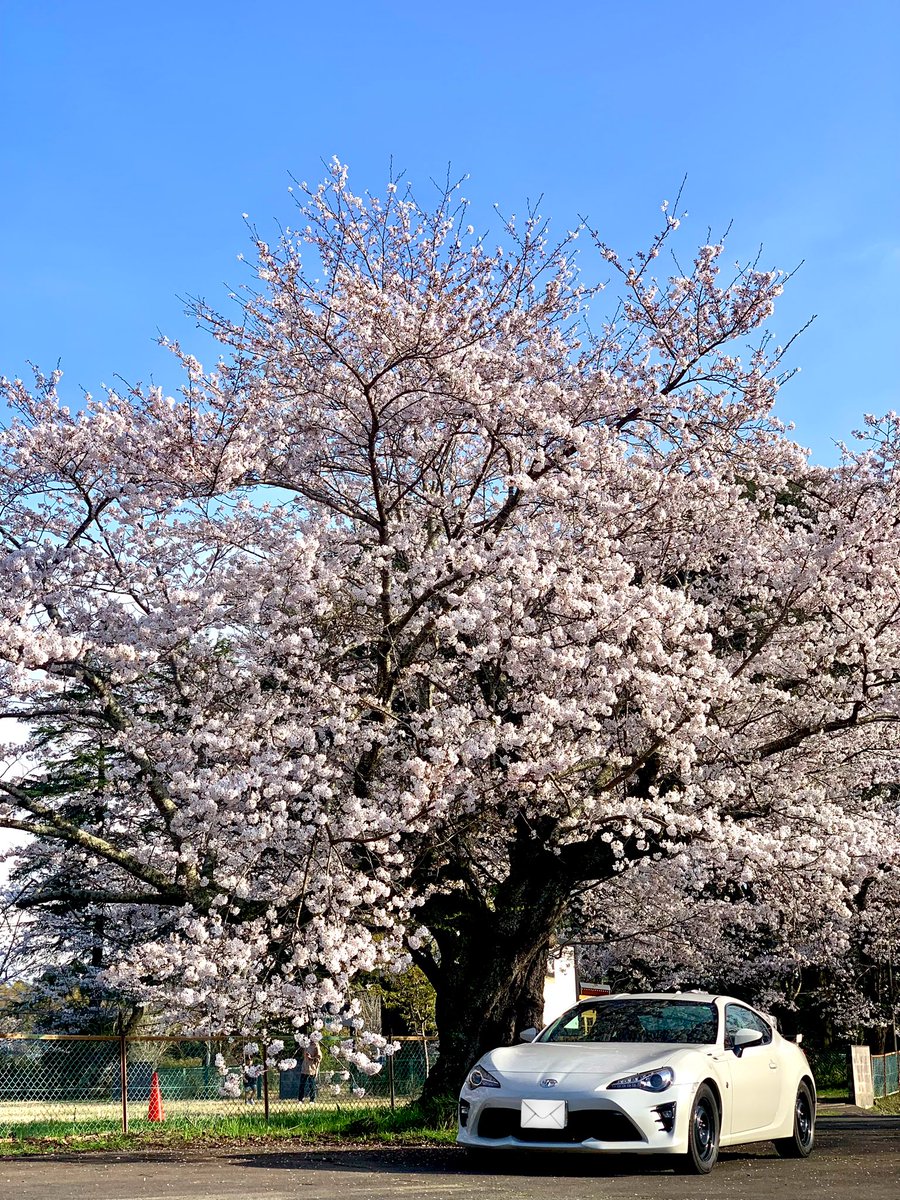 🌈八分咲き

午後から晴れたので
86でさくら🌸

#TOYOTA
#トヨタ86
#下大津のサクラ 
#八分咲き