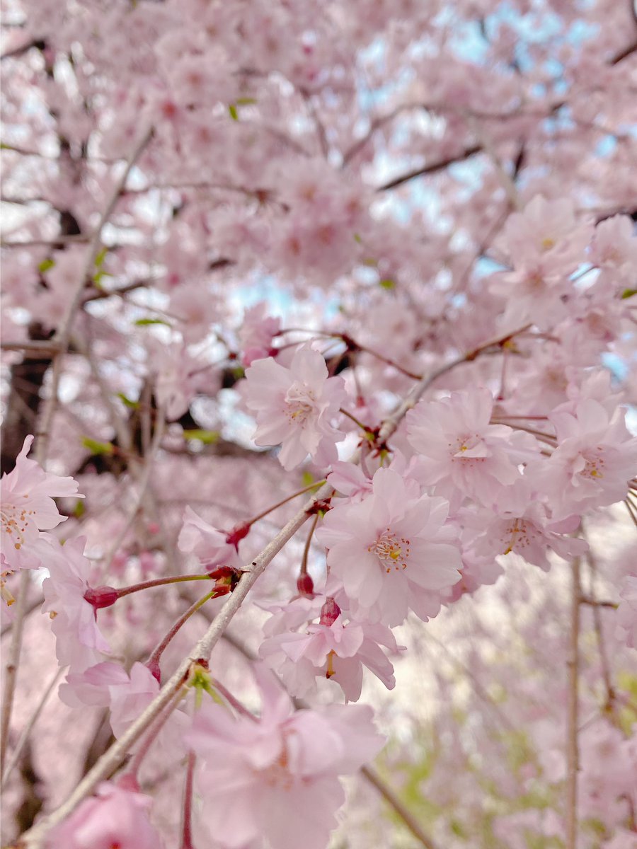 本日の撮影会ありがとうございました! やっと!やーっと! 満開の桜と撮影することが出来ました🌸 良いお天気に満開の桜で幸せ倍増です♪ 次回は4月21日の犬山城下町の お着物での撮影会です👘 是非撮影してくださると嬉しいです☺️ #NOA撮影会 @390photo #朝比奈なつ