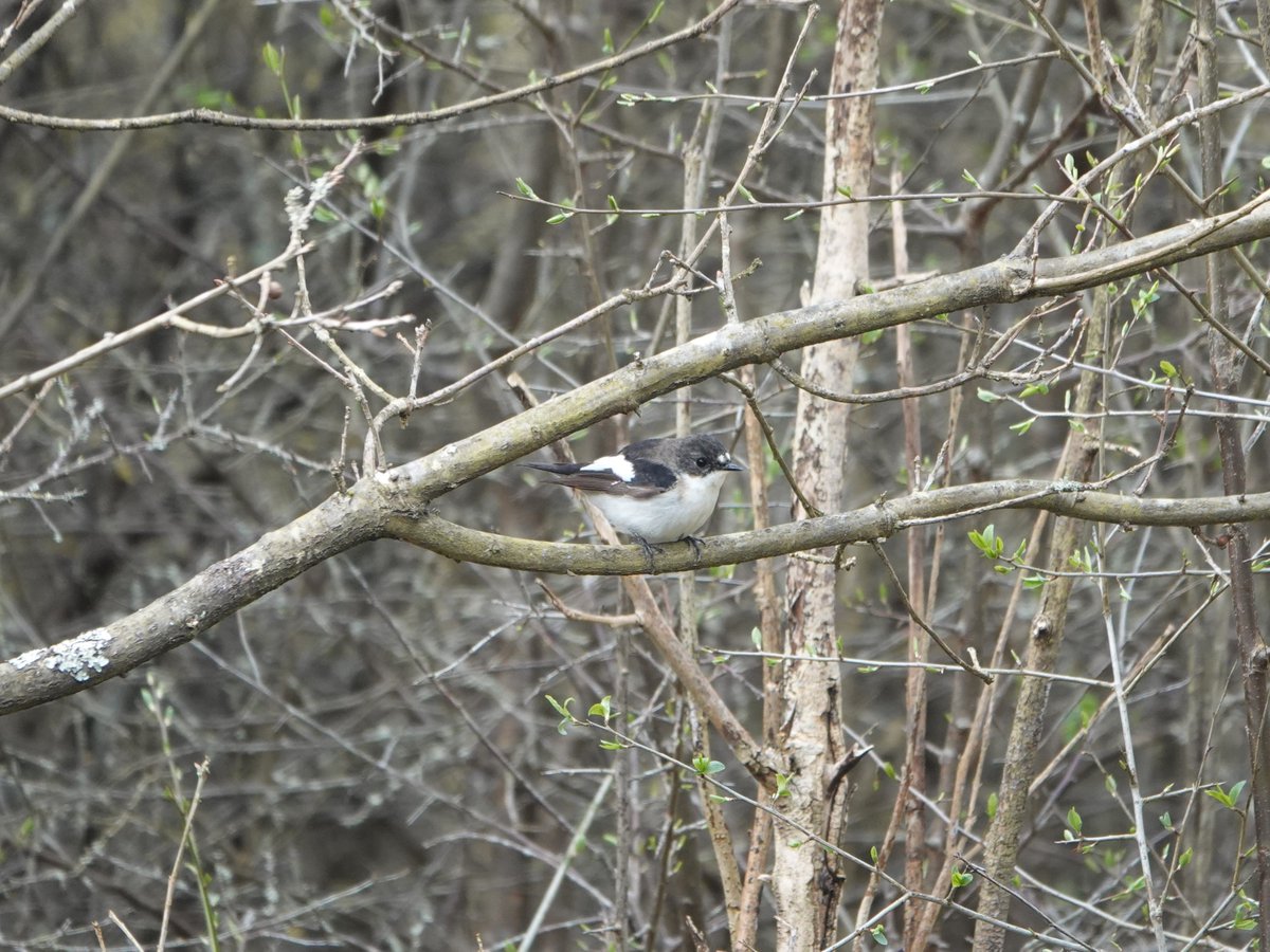 Absolutely loving birding in London at the moment. My first ever spring Male Pied Flycatcher! With this cracker of a 2cy sheltering in the Totteridge Valley this morning. Plenty of Willow Warblers, Swallows and a few House Martin around too. #londonbirds