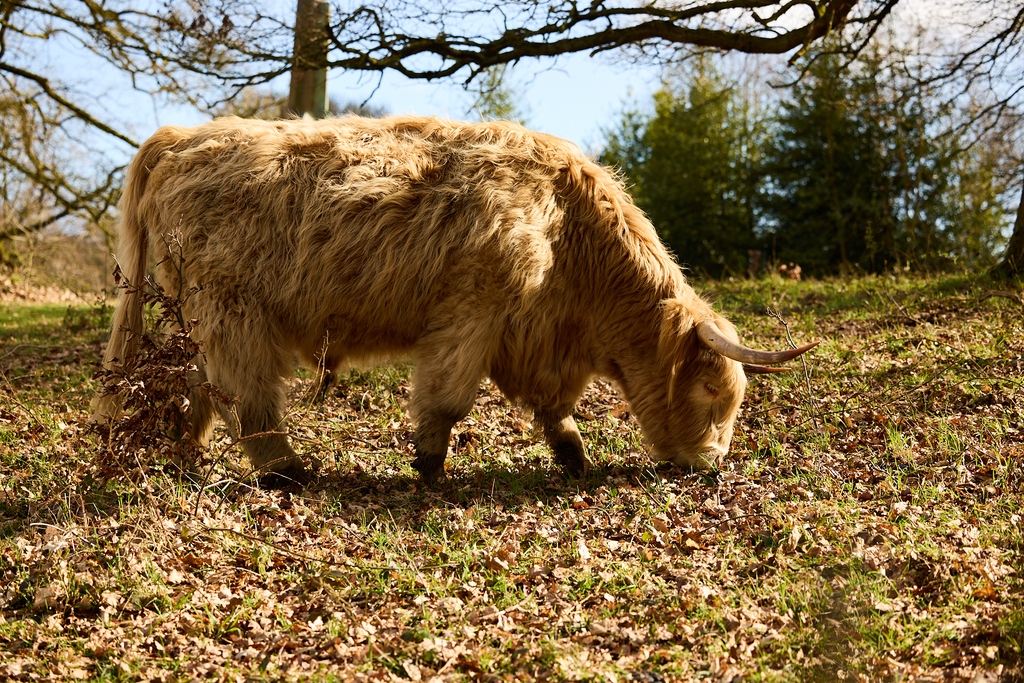 🐮 Our resident wildlife are enjoying the brighter spring days, including our highland cattle who live in our nature conservation area Menagerie Wood. Look out for them near the lake on your next visit 👀 🔗 bit.ly/EasterYSP2024 📷️ @photosbydavid