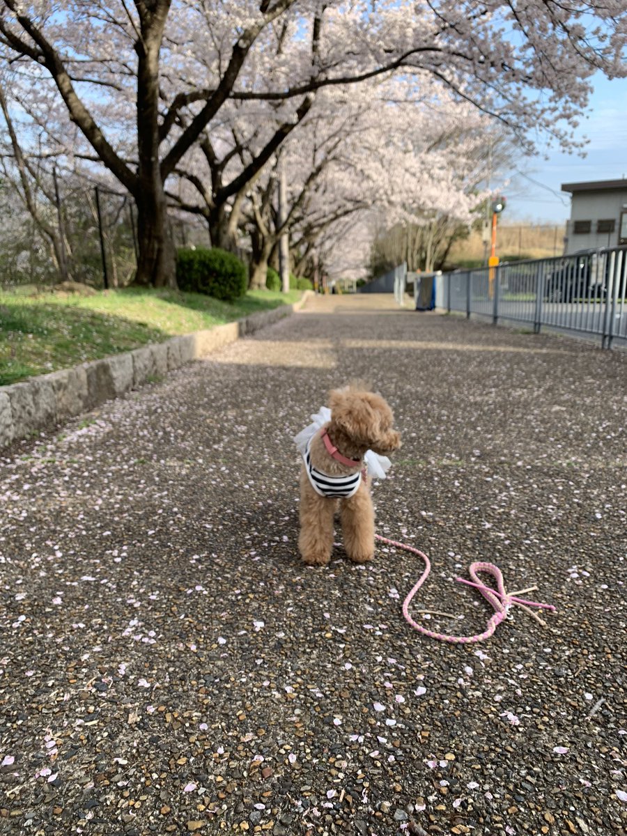 yoshi_pooo's tweet photo. カメラ嫌いすぎてw https://t.co/AkEZ4d95pq