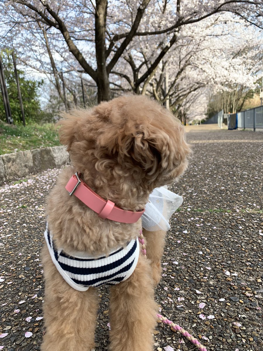 yoshi_pooo's tweet photo. カメラ嫌いすぎてw https://t.co/AkEZ4d95pq