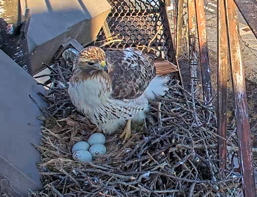 CornellHawks tweet picture