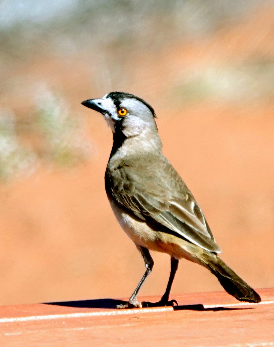 Crested Bellbird is a species of the arid interior of Australia. This bird was one of four seen in the vicinity of Hamilton Downs near Alice Springs though none showed a raised crest.