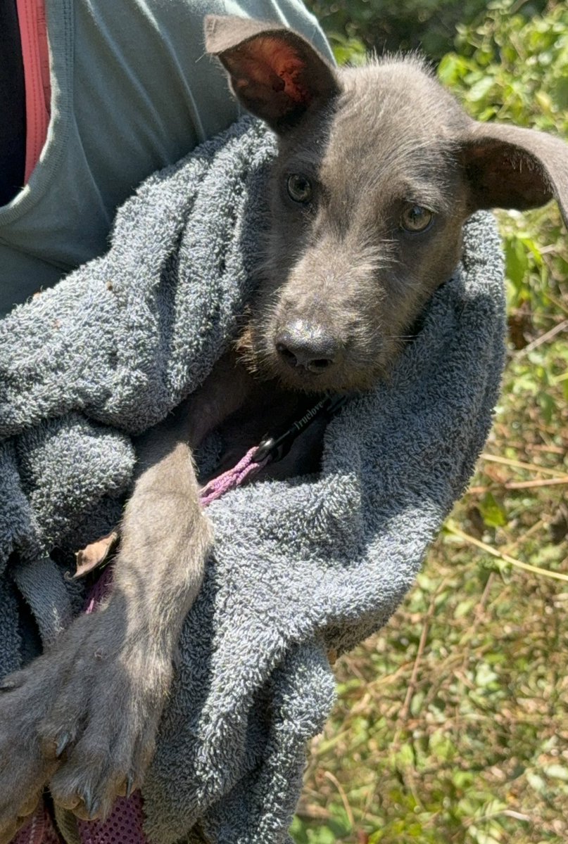 This is little Sandy. He’s 3 months old and after a tough start to his life he said today was the best day he’s ever had. He said he didn’t know life could be this amazing and he is very happy now… (1/6) 🧵