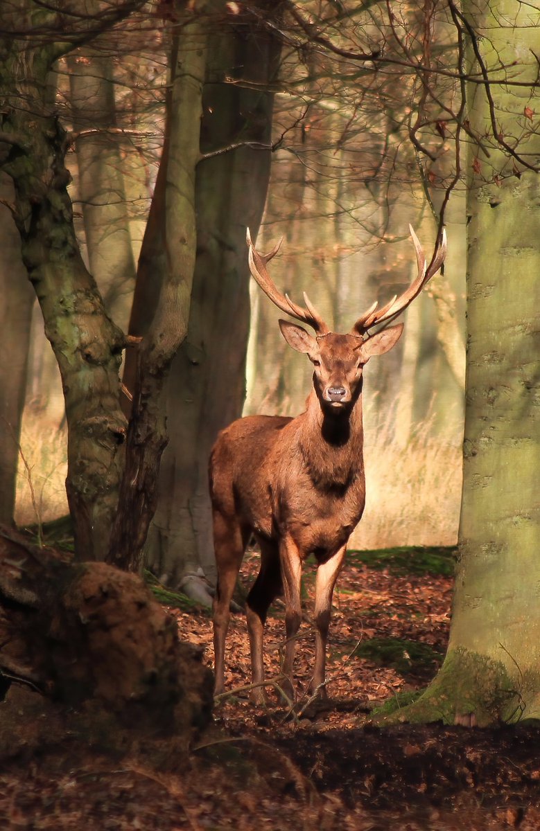 GinieFimo's tweet image. Les jours deviennent de plus en plus éprouvants, entre les tourments de la vie et les soucis de santé de Gamegie. 
Une deuxième intervention pour son otite moyenne s'annonce, malgré tous les traitements 😞
Mon travail est ma bouée de sauvetage, mais je peine à le faire connaître.