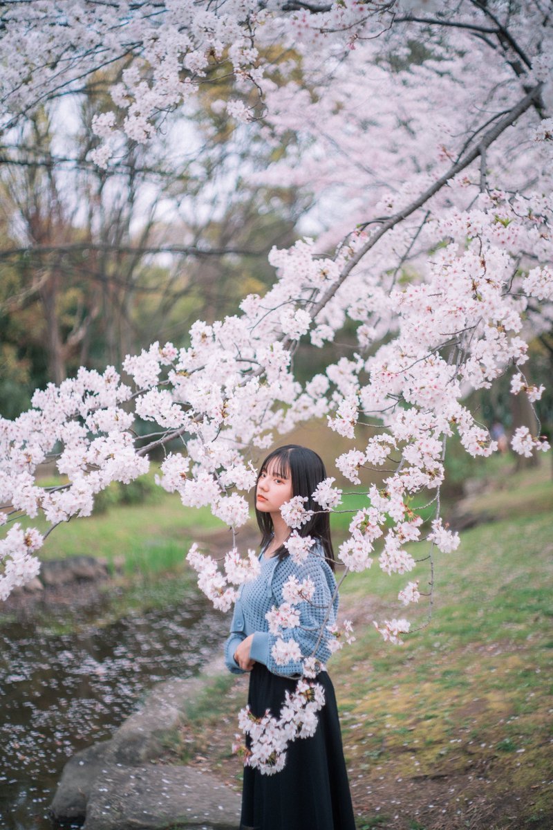 今日の桜と私