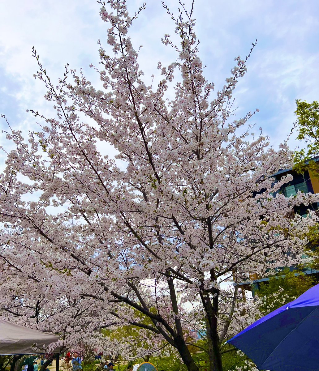 この土日は桜が満開で
とっても綺麗だった〜🥰🌸