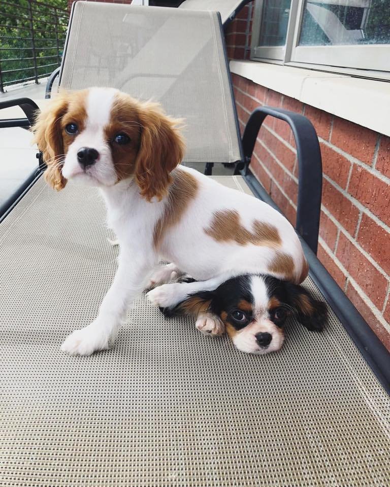 GUESS WHO THE ALPHA DOG IS!
#cavalierhealth