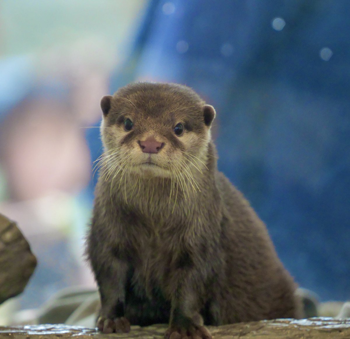 uso_otter's tweet photo. あおば

野生っぽさは薄いけど、安心して見ていられる
あと人間関係が良さそうな園は居心地が良いと思った（個人の感想です） https://t.co/m5lwWg4ecW