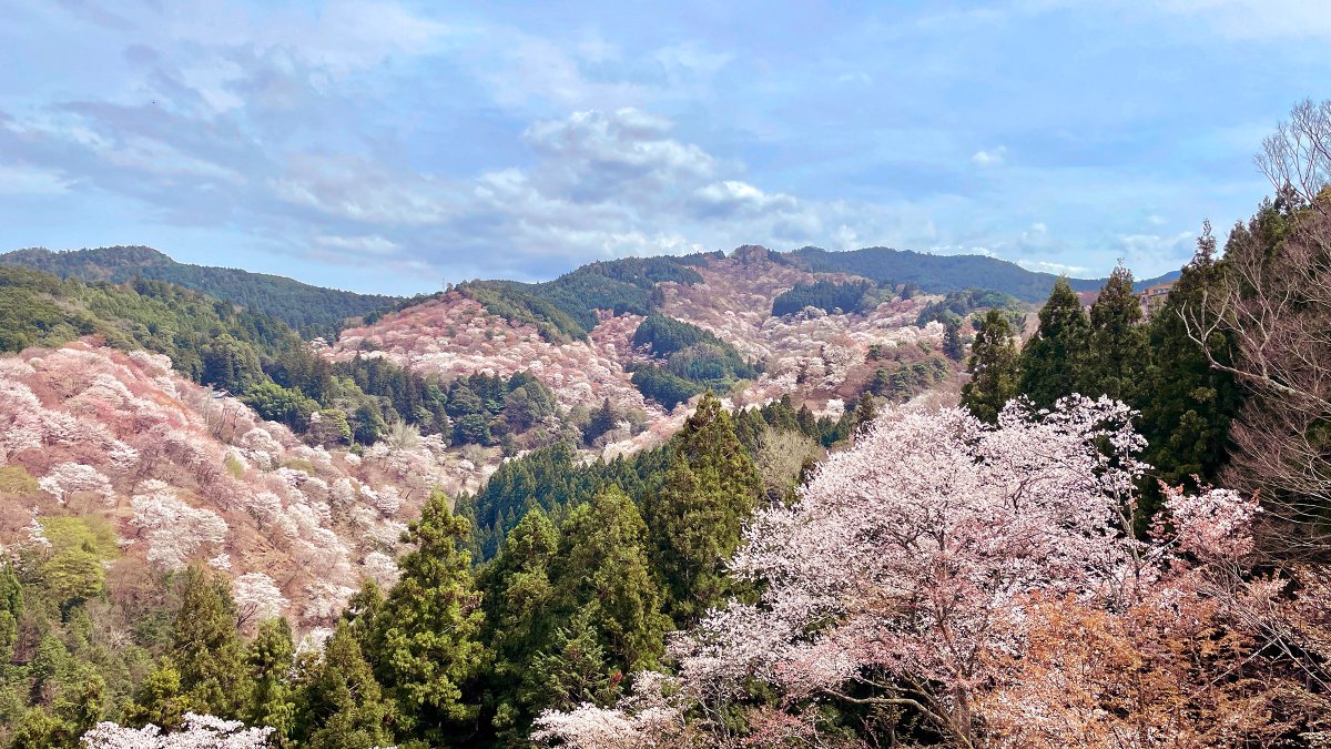 「吉野の桜(7年ぶり5度目くらい) 」|はんぴつのイラスト