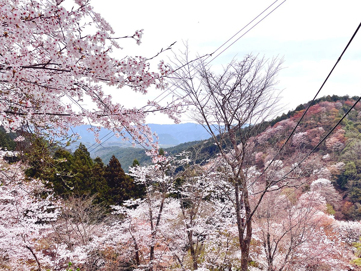 「吉野の桜(7年ぶり5度目くらい) 」|はんぴつのイラスト