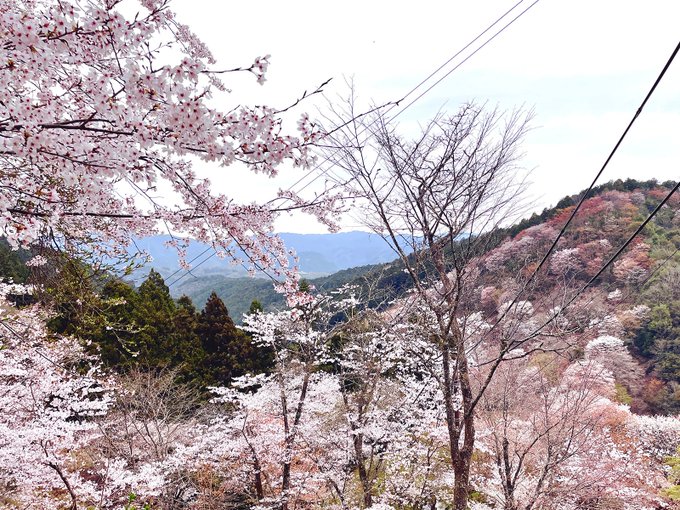 「吉野の桜」のTwitter画像/イラスト(新着))