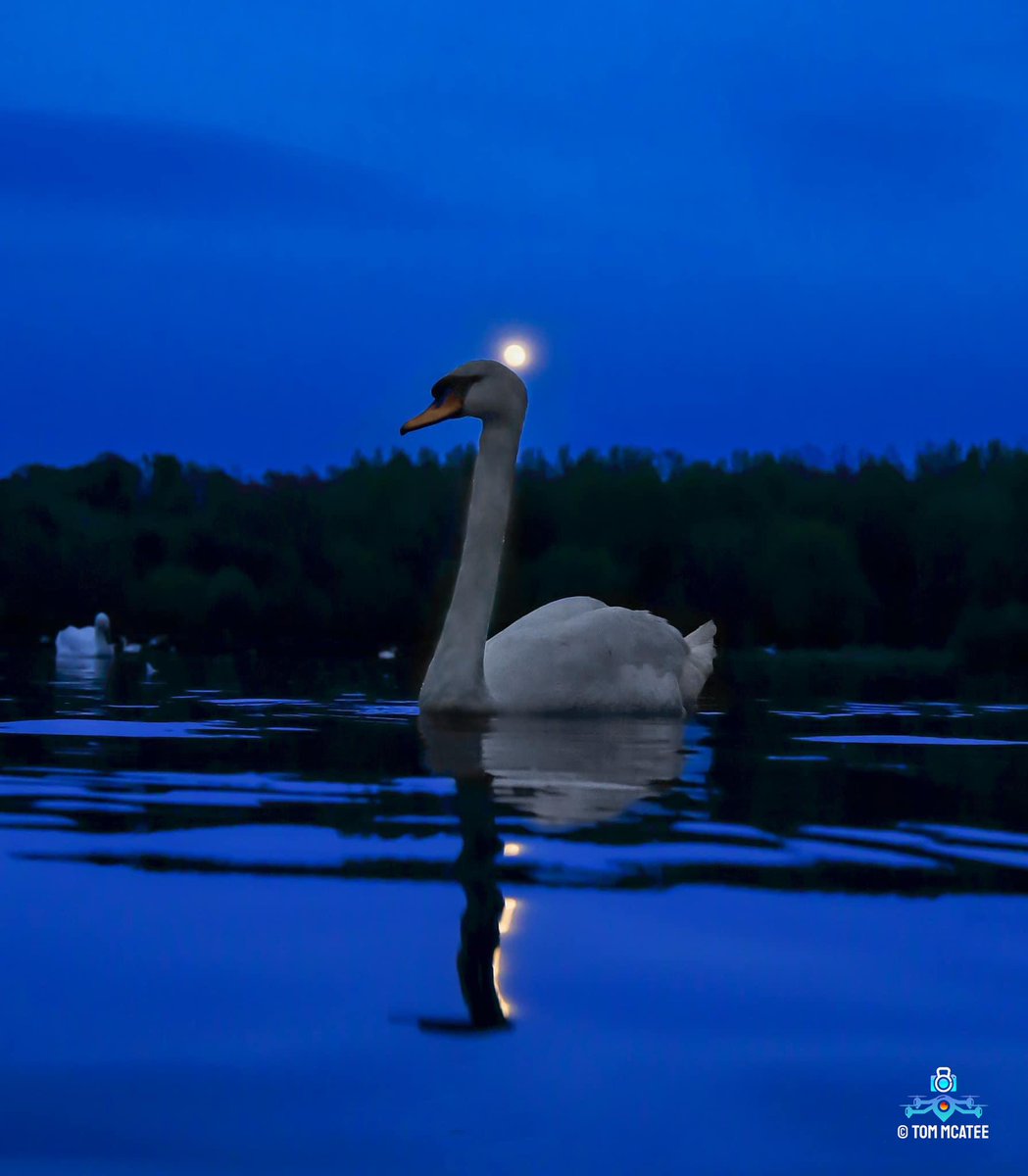 Shimmering Swan, Moon Rise at the local Lodge. 📸 🦢 ⭐️ Gift Store ⬇️🏞😅 fineartprintstores.etsy.com #swan #bolton #moon #fullmoon