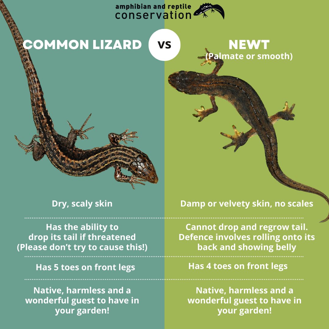 Terrestrial newts & common lizards - do you know the difference?🦎 There's always more tips on our FAQ pages👉 arc-trust.org/newts-faqs We're looking to learn more about native species in populated or urbanised areas: every single logged sighting helps👉 recordpool.org.uk