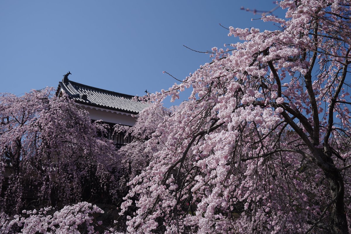 上田城跡公園の桜。ようやく地元でも咲き始めました。

#桜 #上田市 #お花見 #上田城跡公園 #上田城千本桜まつり #マイウエダ #α7III #sel2470gm #α6100 #carlzeiss #オールドレンズ #sony #tessar