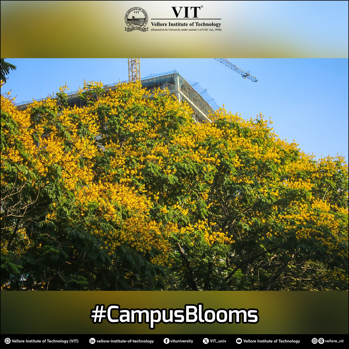 Blooming hope of brightness in the rays of summer at the campus.

Pic credit: @victor_jo_0913

#VIT #VelloreInstituteofTechnology #CampusLife #LifeAtVIT #FlowerBlossoms #NaturePhotography #CampusPhotography #VITCampus