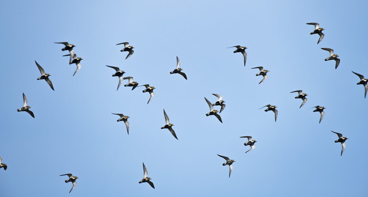 Transformation during migration, Golden plover on the move today. #Papay #plover #Orkney