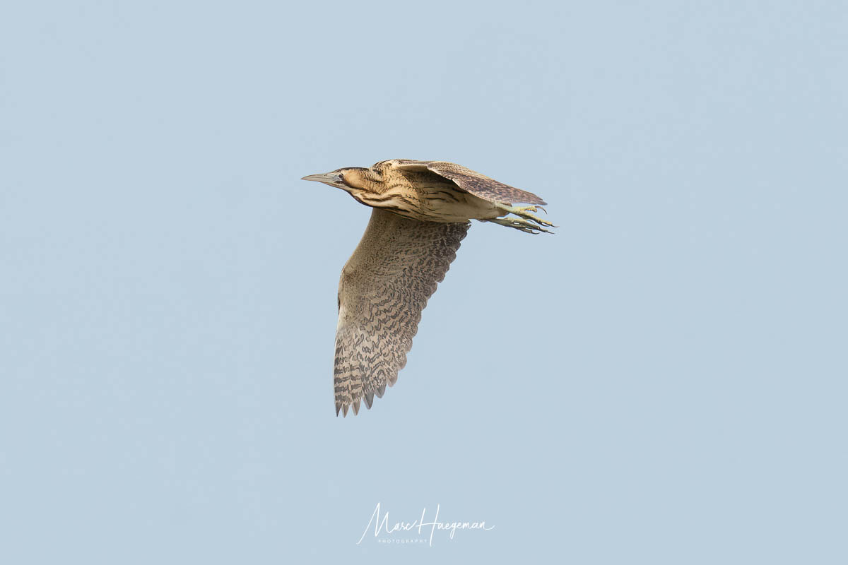 Great to see these secretive Bitterns in flight #BirdsSeenin2024 @MijnNatuurpunt @vogelnieuws #VogelsinBelgië @vogelinfo @Natures_Voice @sonybelgie @SonyNederland #bittern #roerdomp