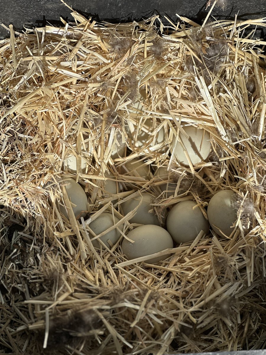 coffeecrush815's tweet photo. Feather Flocklear Update…
We are super excited to announce that Feather has 14 eggs in her clutch! 🥰 🥚 🐣

AAAAND…just incase anyone was wondering, Feather is definitely an Iowa fan! (Despite the fact that they are Hawks 😉)💛🖤🏀 https://t.co/x6xM5Il5UU