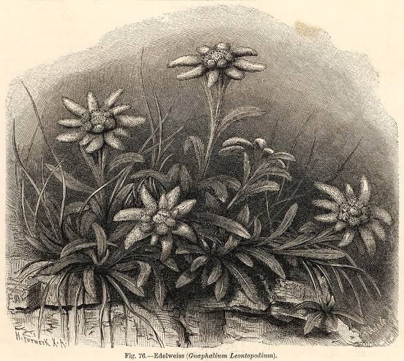 A rare flower and only spotted in Romania in June, edelweiss (Leontopodium alpinum) is believed to be a fallen star given a second chance, as a flower.

 #FolkloreSunday #Im4Ro #legends #mythology 
🎨 Mary Evans