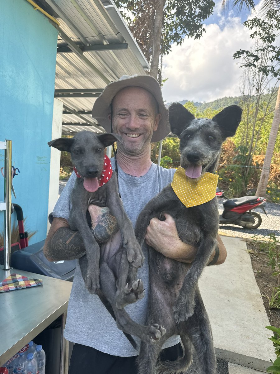 Niall Harbison tweet media