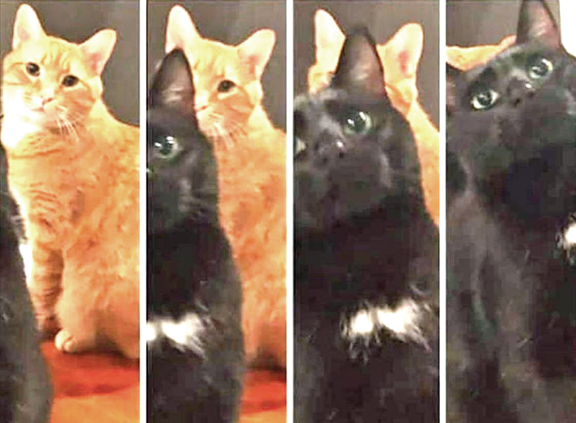 The Spirit of Lorenzo the Cat tweet media