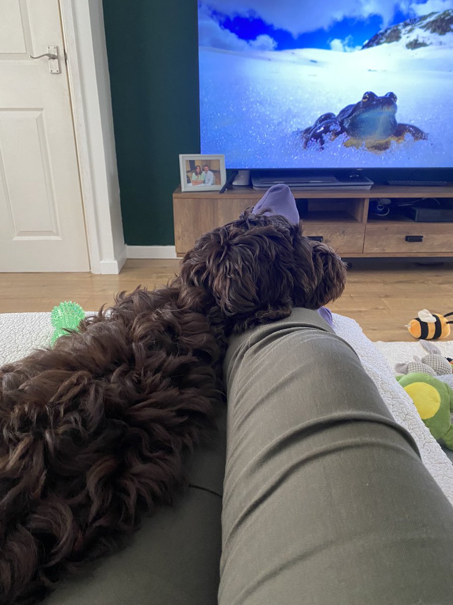 Looking after Milo this morning, after a long walk he’s quite happy watching nature programs !! 💚#Dogsitting