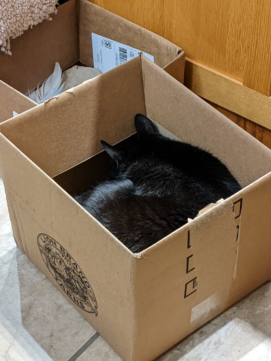 Have a beautiful #catboxsunday!
#CatsOfTwitter #CatsOnTwitter #CatTwitter #CuteCats #blackcats #panfursquad #moggies #catpics #minipanfur #RescueCats #voidcats #CatsOfX #CatsOnX #catsinboxes #SundayMorning #cats #sleepingcats