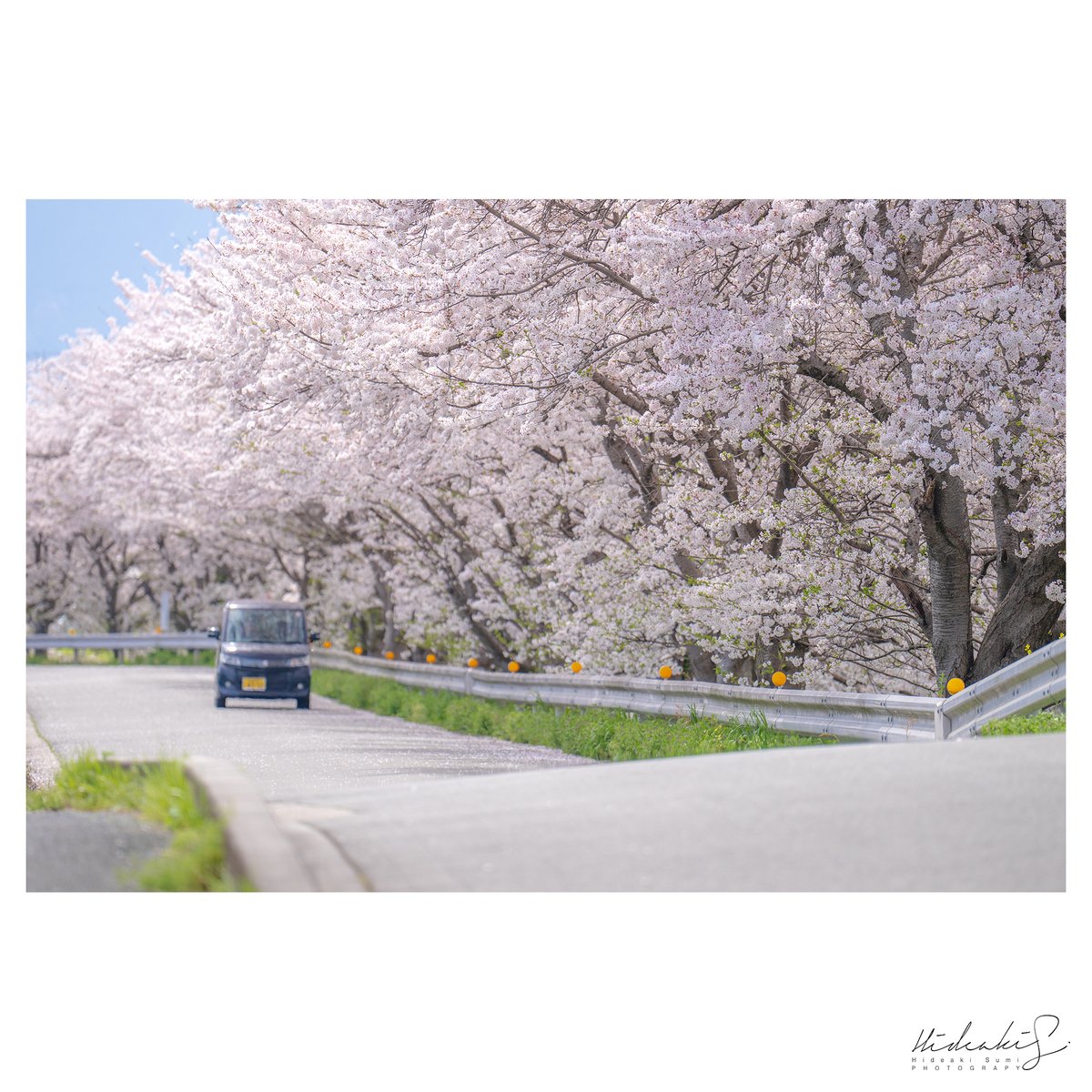 hidefcafe's tweet photo. 今日はようやく青空で桜が撮れました。

#myrrs #橿原市 #奈良県 #桜 #東京カメラ部  #tokyocameraclub https://t.co/1nl4e3TjXK