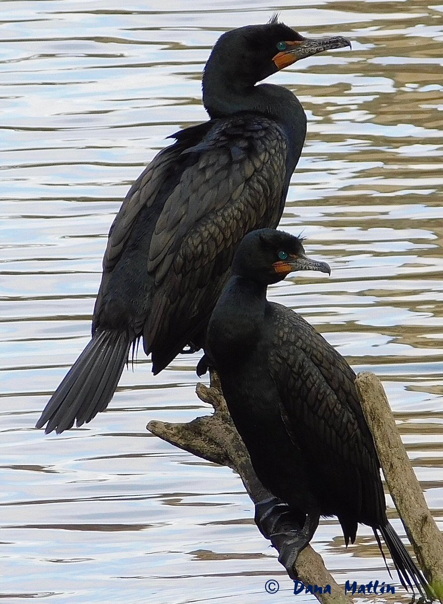 Double-crested Cormorants at the Point in Central Park on Friday. #birdcpp #birding #birdwatching #birdphotography #NaturePhotography #centralpark