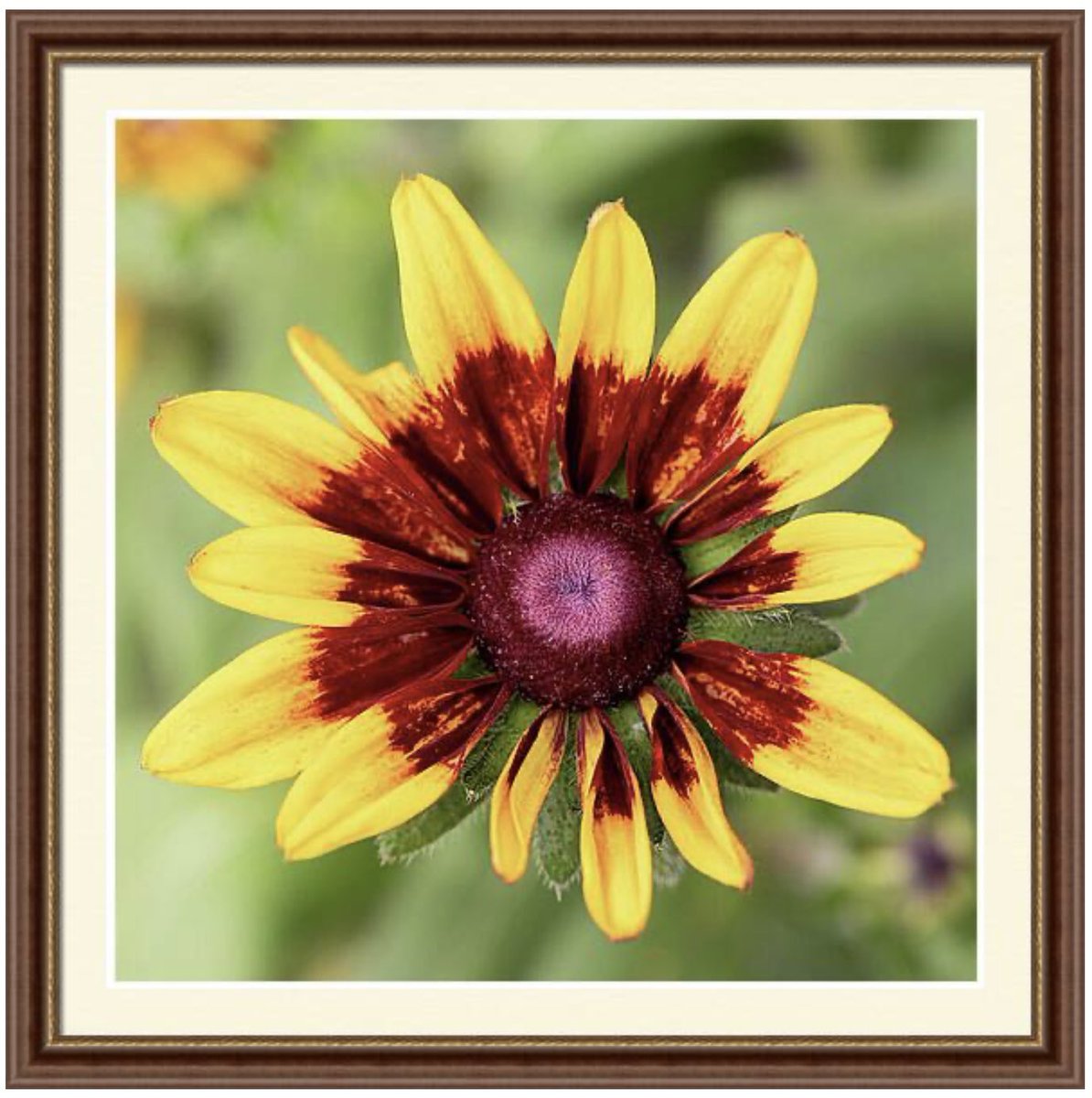 A Rudbeckia Flower.

#wallart and more HERE: 5-tanya-smith.pixels.com/featured/a-rud…

#walldecor #interiordecor #prints #flower #PhotographyIsArt #BuyIntoArt #FillThatEmptyWall #AYearForArt #giftideas #floral #rudbeckia