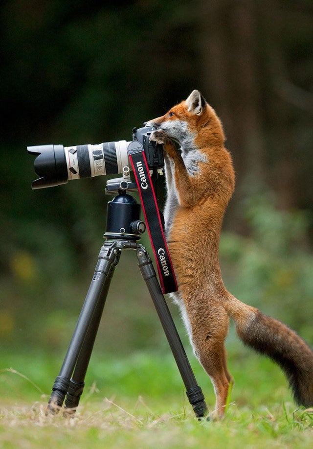Foxy Photographer 🦊🐾📷😃
#SundayFunday #WildlifePhotography #SundayVibes #SundayMorning #HappySunday