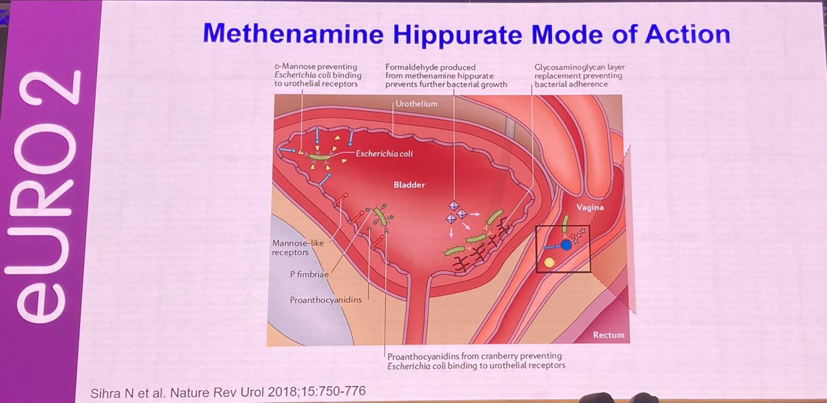 Another of our beautiful figures used by Florian Wagenlehner as he discusses Methanamine hippurate for UTI #EAU24