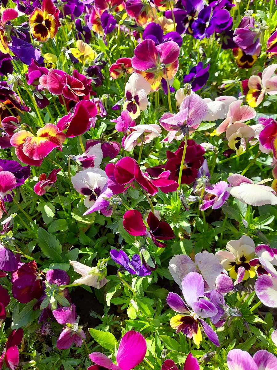 bysedd_y_blaidd's tweet photo. Meithiant neu llwyddiant annisgwyl? Y llynedd penderfynais beidio a thyfu pansies o gwbl. Penderfyniad anodd. Dwi'n wrth fy modd a'r pansies ac yn hoffi ei wneud. Ond mae yna lawer o flodau eraill - mae'n amhosible cael amser i bopeth. Ond...
#iaith #yn_yr_ardd #garddio https://t.co/P6lSVZYny2