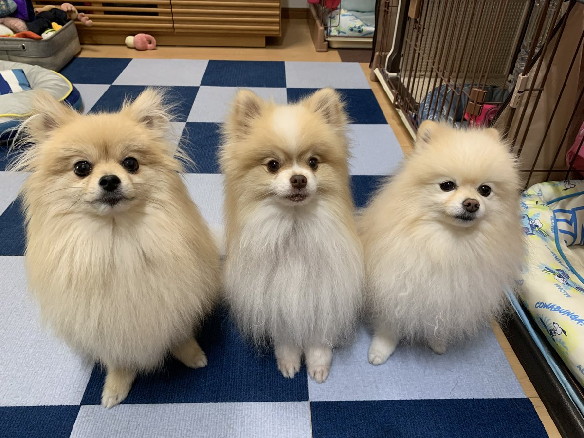 ←今のあずき

→10ヶ月前のあずき（真ん中）

すっかりもふもふになりました🥹