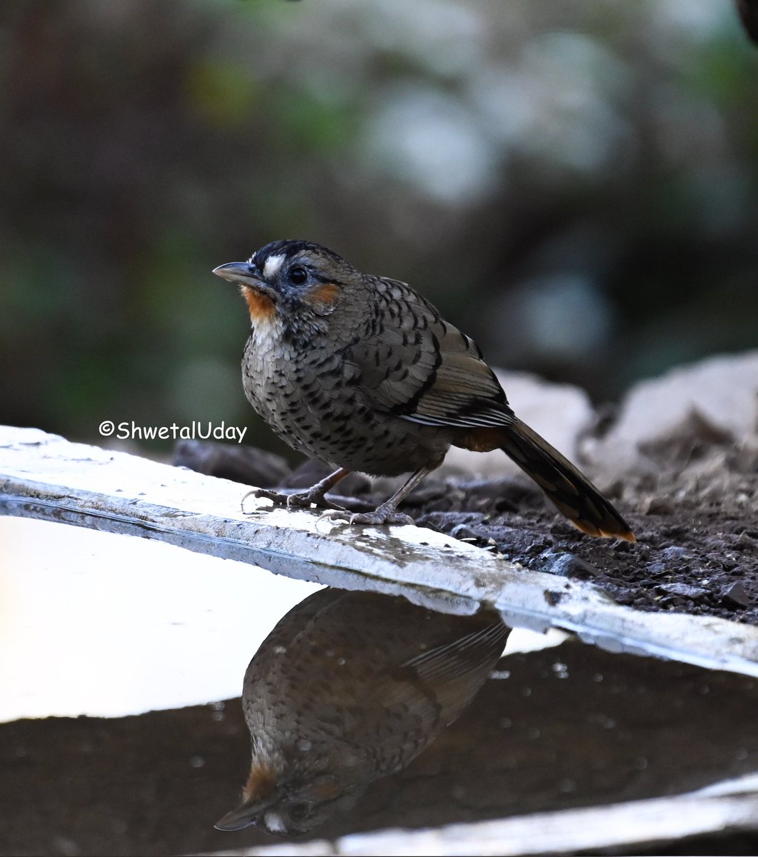 Rufous-chinned Laughingthrus #IndiAves #BBCWildlifePOTD #BirdsSeenIn2024 #birds #birding #TwitterNatureCommunity #birdphotography #photooftheday @NatGeoIndia @NatureIn_Focus #uttrakhandtourism #uttrakhand @Advay_Advait