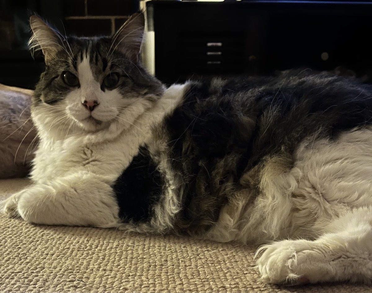 Wendy Wilkinson 🙀🐱🐈🦘 tweet media