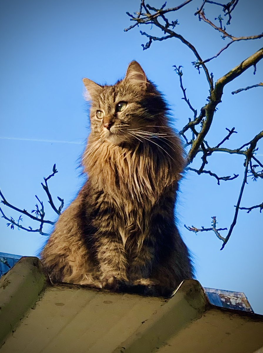 Cat on a spring morning roof.😻#bobbie #ladycat #catlover #CatsOnTwitter #CatsOnX