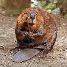 #OTD in 1894, the birth of Dorothy Richards aka, the ‘Beaver Woman’ (d. 1985). She spent 50 years studying beavers in the Adirondack foothills of New York. April 7 is celebrated annually as International Beaver Day - no, not that sort of beaver!! 😬😬