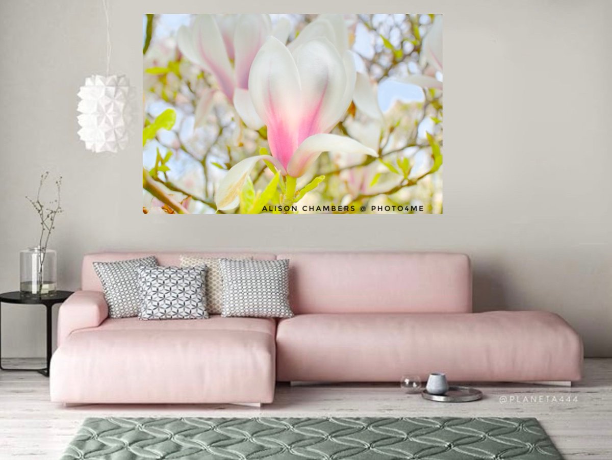 Magnolia Blissom©️. Available from; shop.photo4me.com/1321338 & alisonchambers2.redbubble.com & 2-alison-chambers.pixels.com #magnolia #magnoliablossom #magnoliablooms #magnoliatree #floralart #flowerprints