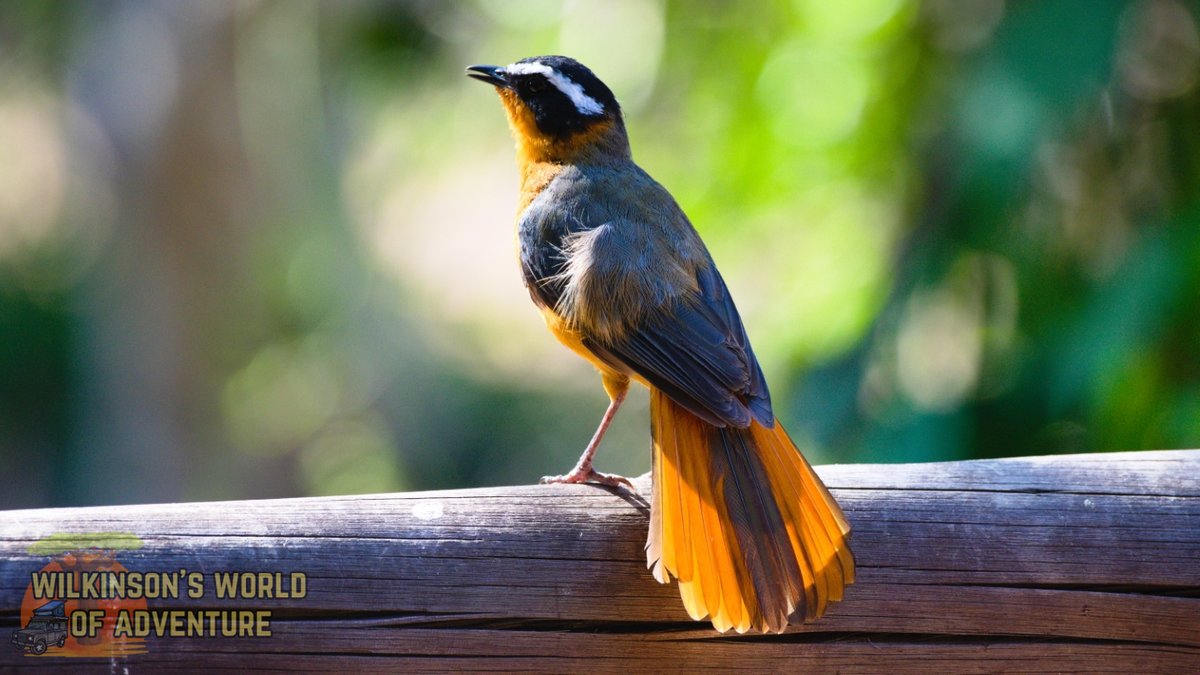 White-browed Robin-chat💛#SundayYellowBirds #BirdsSeenIn2023 #birding #birdwatching #nikonphotography #nikonlens #birdwatching #birdphotography #birds