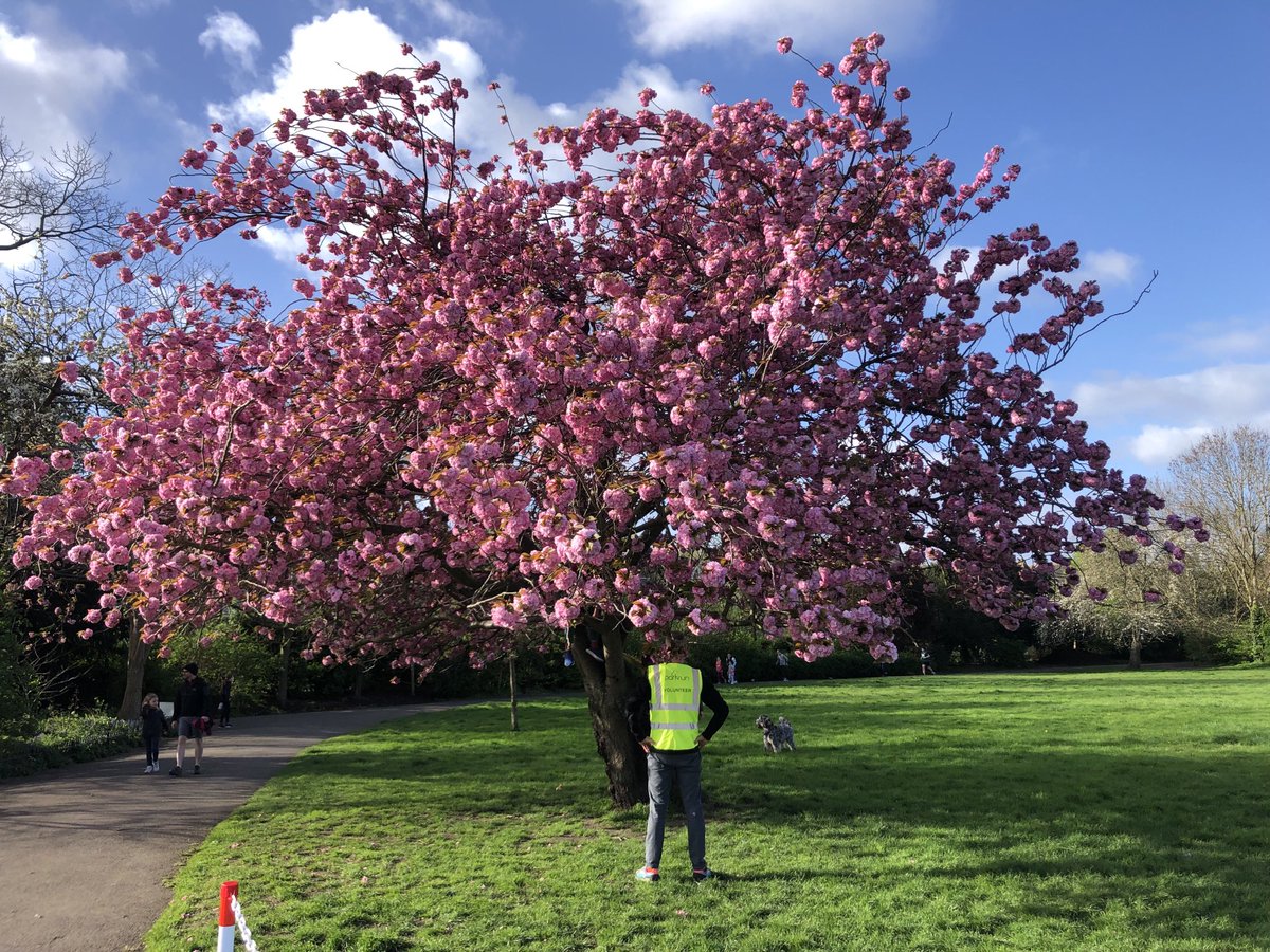A most splendid Junior parkrun tree ⁦<a href="/PRjuniorparkrun/">Peckham Rye junior parkrun</a>⁩ #loveparkrun